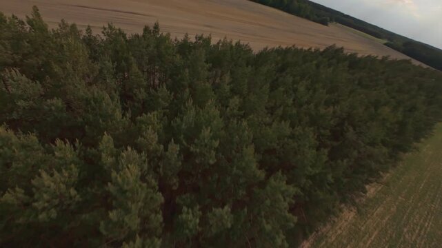 Aerial view of forest plantations and agricultural fields with dirt ro
