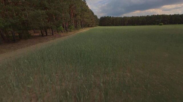 Aerial drone flight over agricultural fields and pine forest landscape