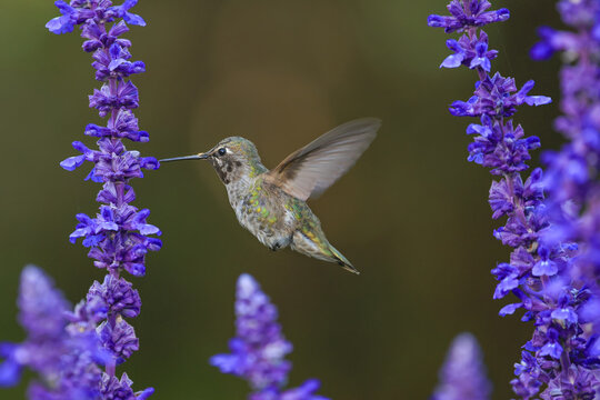 Flying Hummingbird with Flowers