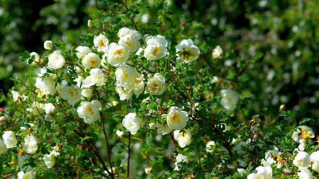 Abundant white wild rose flowers blooming on a arch