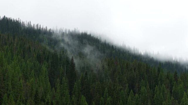 Aerial of low clouds over pine trees in Lolo National forest in Taft Montana in spring
