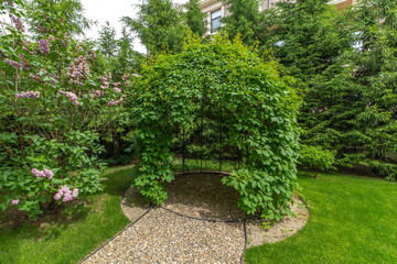 Fototapeta premium A garden arch is seen with lush green plants and purple flowers. Pathways lead through the vibrant greenery under a clear sky. Sunlight shines on the well-kept garden space