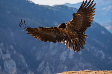 Obraz premium Juvenile Bearded Vulture (Gypaetus barbatus) landing with fully spread wings against a mountain backdrop