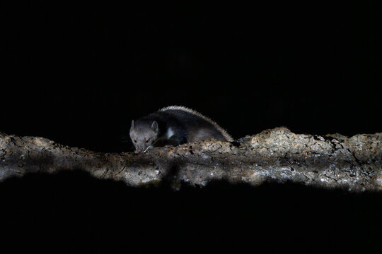 Wild Stone Marten (Martes foina) foraging and sniffing on a thick textured branch at night