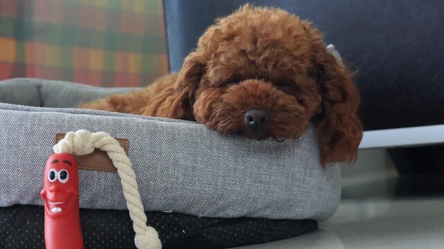 Toy poodle puppy is sleeping on the couch	