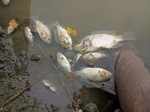 Dead fish floating on the water surface due to toxic pollution environmental disaster