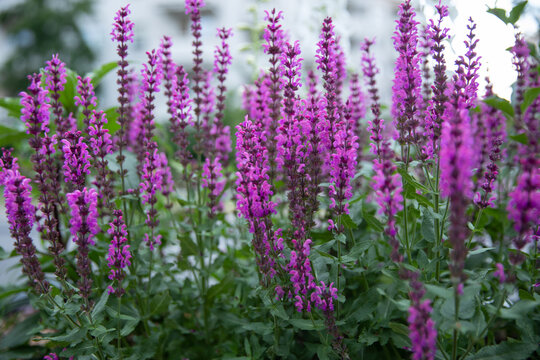 A lush, blooming patch of common sage (Salvia x sylvestris), a rich purple-pink, blooms profusely against the clean architectural lines of a modern urban building. In contemporary urban landscaping an