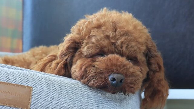 Toy poodle puppy is sleeping on the couch	