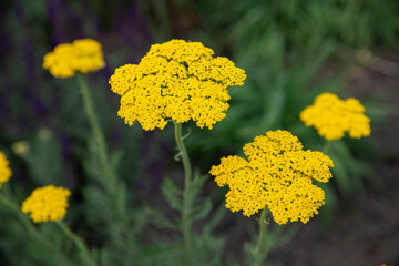 The flat, dense, golden-yellow blooms of yarrow (Achillea filipendulina) bloom quietly in a warm summer garden. This hardy perennial is a popular choice for backyard flowerbeds and rustic gardens,  © Tatsiana