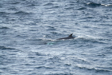 Fototapeta premium Northern minke whale (Balaenoptera acutorostrata) off the coast of Svalbard, Norway, near Alkhornet