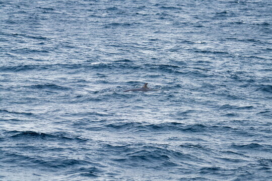 Northern minke whale (Balaenoptera acutorostrata) off the coast of Svalbard, Norway, near Alkhornet