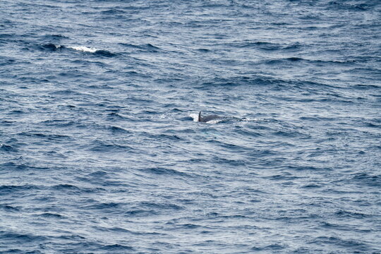 Northern minke whale (Balaenoptera acutorostrata) off the coast of Svalbard, Norway, near Alkhornet