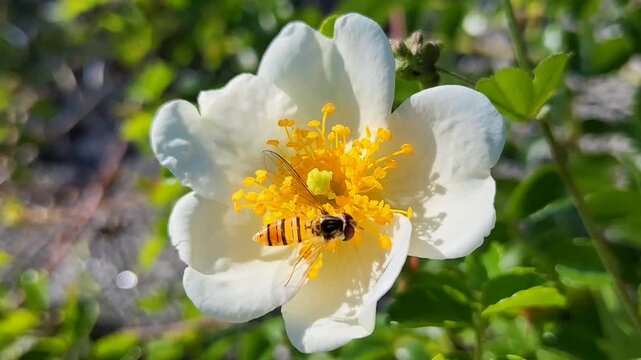 Scientific macro of a hoverfly demonstrating feeding behavior by extending its proboscis to consume nectar from a white wildflower.