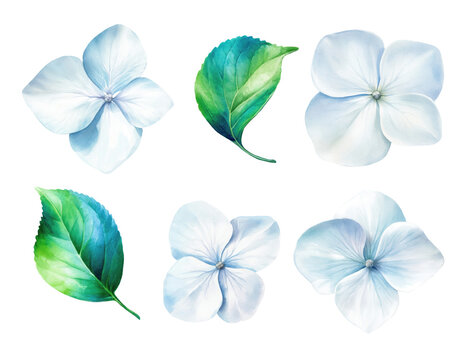 Elegant watercolor hydrangea flowers with fresh green leaves, featuring soft blue petals, botanical beauty, natural textures, and floral elements isolated on a white background.
