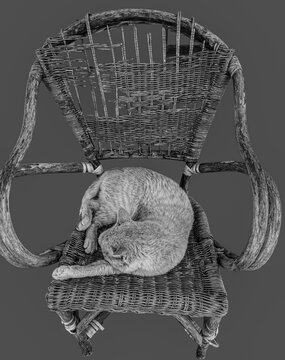 Cat sleeping on chair, black and white, isolated on grey