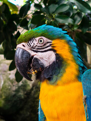 Naklejka premium Colorful Blue and Yellow Macaw Parrot Portrait in Tropical Setting
