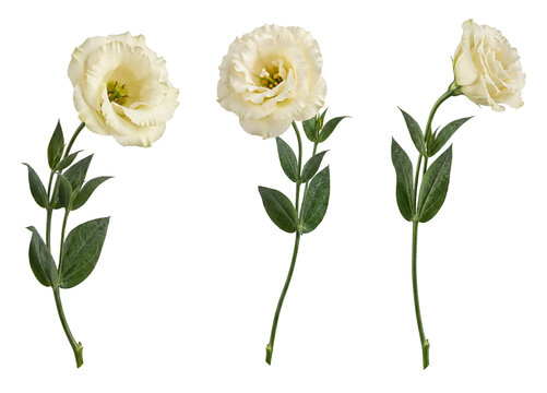 Elegant white lisianthus flowers (Eustoma) with fresh dew drops on stems