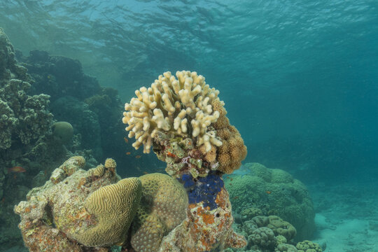 Coral reef and water plants in the Red Sea, Eilat Israel
