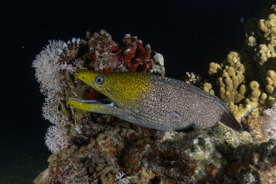 Moray eel Mooray lycodontis undulatus in the Red Sea, Eilat Israel
