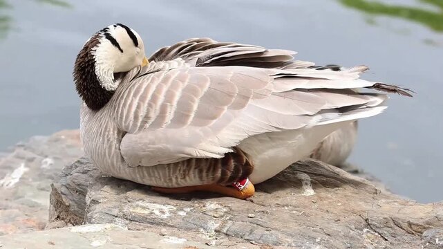 waterfowl Concept, Male Bar-headed Goose