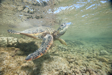 A green sea turtle takes a breath as he swims along the reef off of Hawaii © willtu