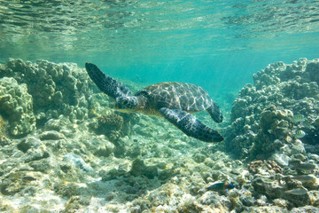 Green Sea Turtle swimming along the reef  in Hawaii                                                                                                                         © willtu