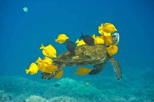 Green sea turtle being cleaned by yellow tangs off the coast of Hawaii