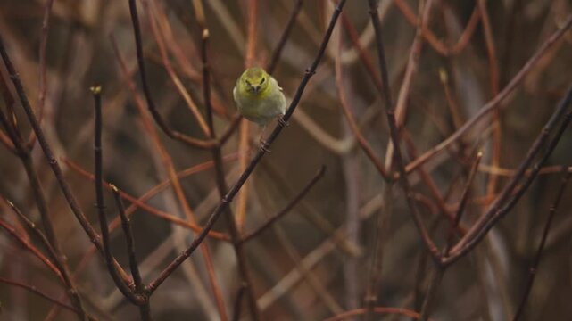 Delight in the beauty of colorful birds as they flit among the bare branches of Nova Scotia's winter landscape, showcasing nature's artistry and serenity