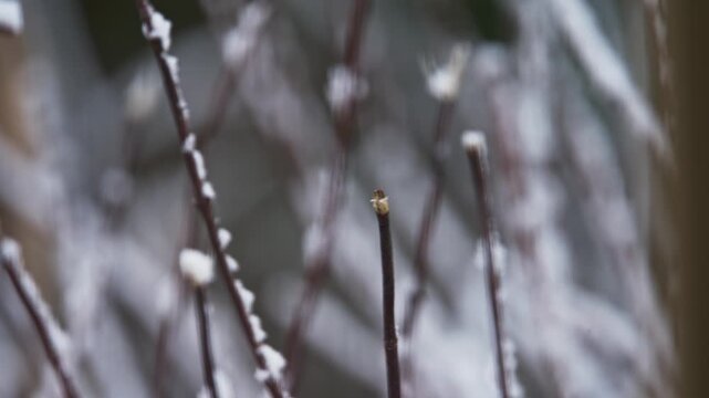 In a serene winter landscape of Nova Scotia, charming finches dance on frost-covered branches, showcasing their vibrant colors against sparkling snow