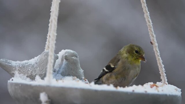 Small birds gather around a snowy feeder in Nova Scotia, pecking at seeds amid the chilly winter landscape. Nature's beauty unfolds in the cold