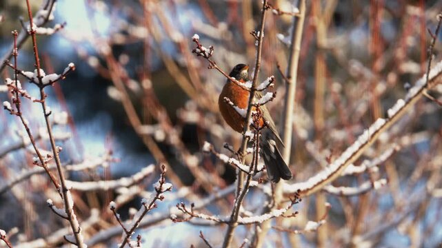 Brightly colored birds flit among the trees of Nova Scotia, enjoying a crisp morning. Their lively movements and beautiful songs fill the serene landscape