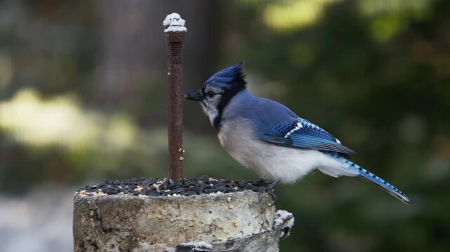 A vibrant Blue Jay visits a feeding station in Nova Scotia, curiously probing for seeds amid a tranquil natural setting. Nature&rsquo;s beauty unfolds