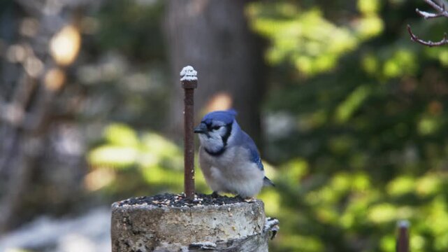 Bright blue jays navigate winter in Nova Scotia, hopping and chirping around a snowy garden while enjoying a feast of seeds and exploring their surroundings