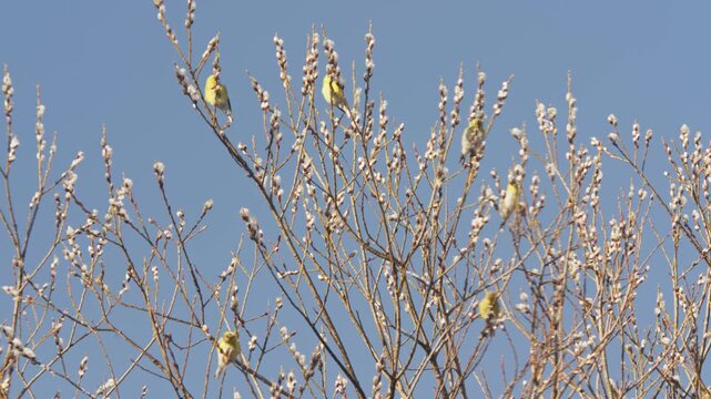 Colorful birds flit among blossoming branches in Nova Scotia, bringing joy to a sunny spring day. Nature's beauty shines in this peaceful moment