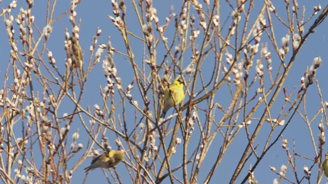 Bright yellow birds flit among budding branches in Nova Scotia, showcasing their vibrant colors against a clear blue sky in early springtime