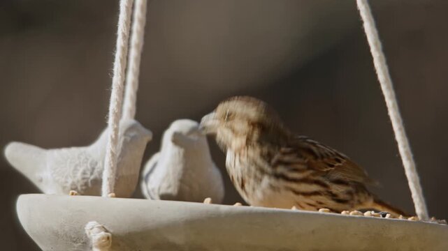 In a serene Nova Scotia setting, vibrant birds come together at a feeder, chirping and enjoying their feast. Nature's beauty unfolds as they explore the space