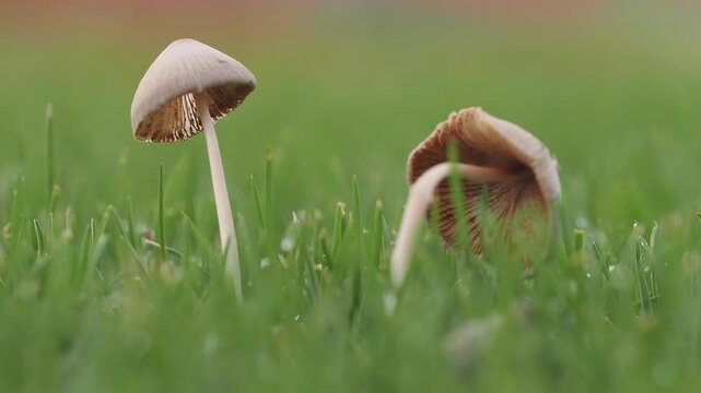 Light brown mushrooms in the lawn help decompose organic matter in the soil during the rainy season.
