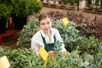 In warehouse of flower shop, female employee in apron conduct regular inspections, sanitary treatment of plants. Large supply of Eucalyptus evergreen ornamental shrub plants, small and large wholesale © JackF
