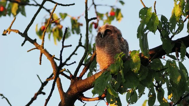 Uszatka, sowa uszata, Asio otus, short-eared owl, - młode sowy o poranku, przy wschodzie słońca na czereśni 