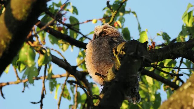 Uszatka, sowa uszata, Asio otus, short-eared owl, - młode sowy o poranku, przy wschodzie słońca na czereśni 