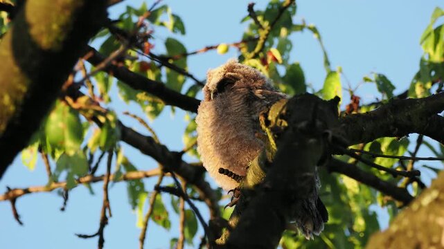 Uszatka, sowa uszata, Asio otus, short-eared owl, - młode sowy o poranku, przy wschodzie słońca na czereśni 