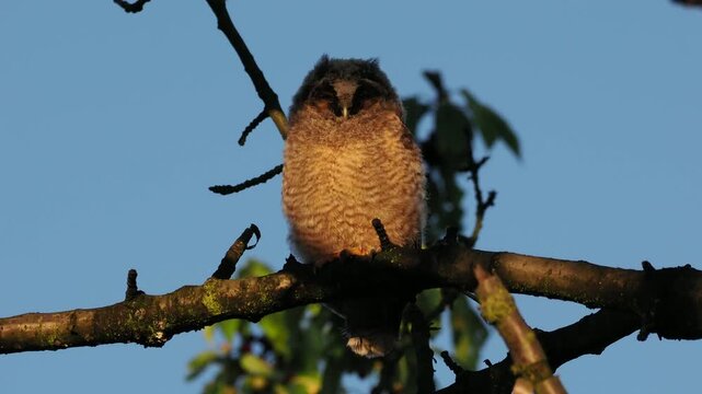 Uszatka, sowa uszata, Asio otus, short-eared owl, - młode sowy o poranku, przy wschodzie słońca na czereśni 