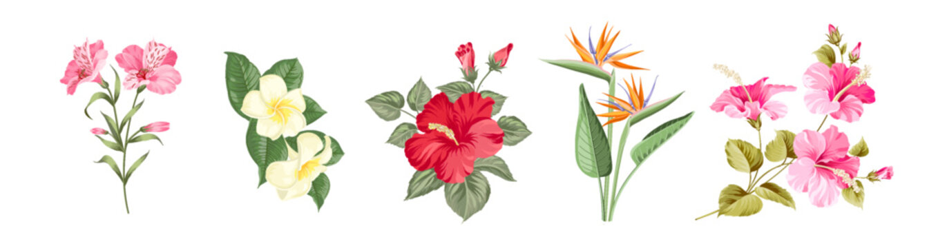 Set of tropical flowers elements. Collection of hibiskus, strelitzia