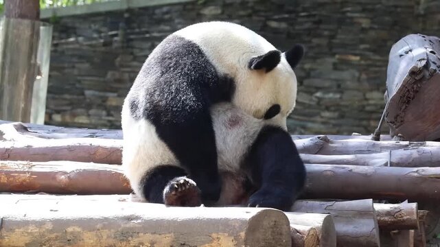 Funny Panda is itching