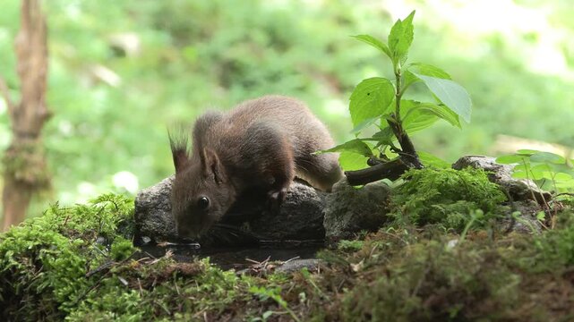 Scoiattolo rosso (Sciurus vulgaris) | Eurasian Red Squirrel Drinking and Eating Hazelnut and Chestnut 4K