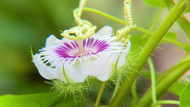 Exotic Passiflora foetida blossom with unique fringed petal structure