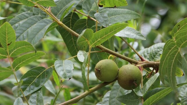 Southern Black Walnut, Juglans Californica, a beautiful native monoecious arborescent shrub displaying immature globose husked indehiscent nut fruit during early Summer in Coastal Los Angeles County.