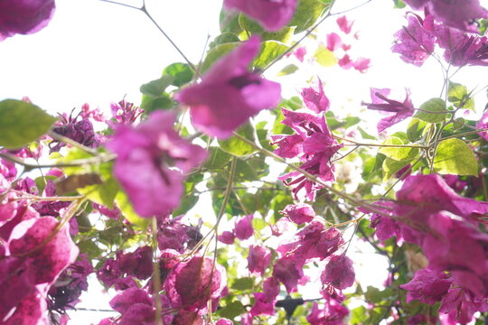 Flores de buganvilla de color fucsia brillante bajo la luz del sol de verano.