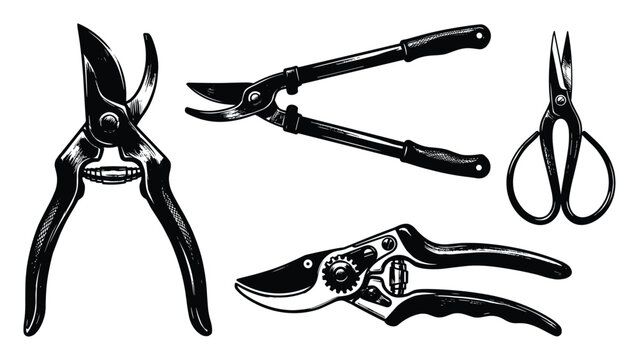 Gardening tools secateurs and scissors on transparent background, sketch