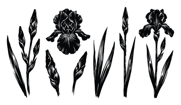 Iris flower buds and leaves black ink sketch drawing